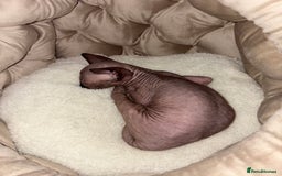 Sphynx cats for sale: Sphinx for sale Boy - Advert 3