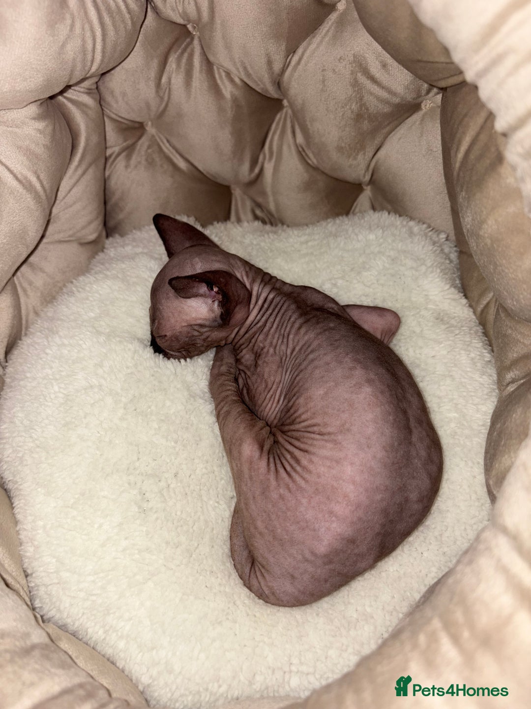 Sphynx cats for sale: Sphinx for sale Boy - Advert 3