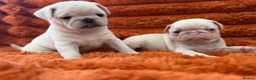 Pug dogs for sale: Perfect pug Puppies - Advert 6