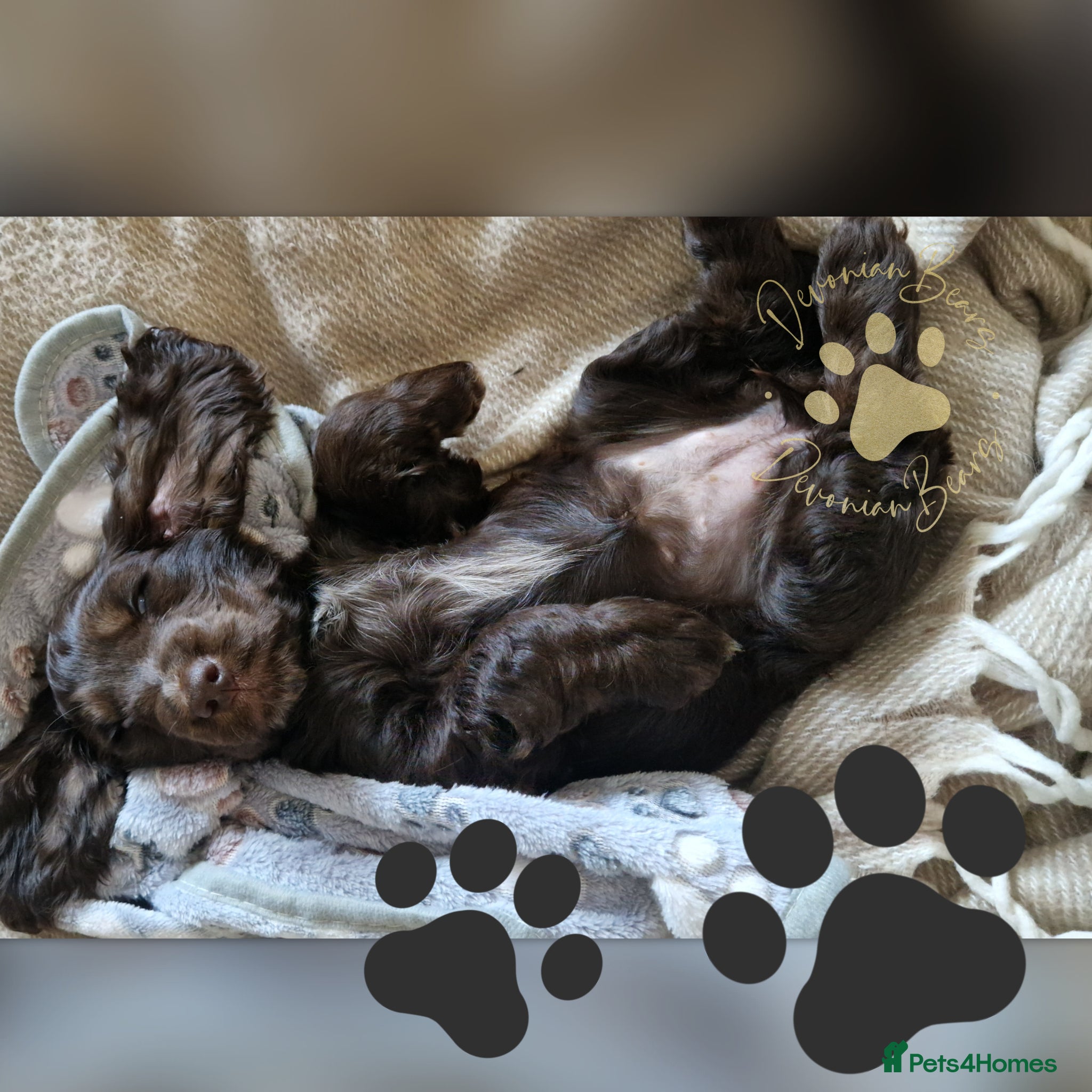 Cocker Spaniel dogs FULLY Health tested English Cocker Spaniel puppies - Advert 6