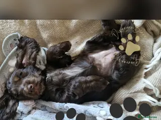 Cocker Spaniel dogs FULLY Health tested English Cocker Spaniel puppies - Advert 6