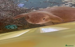 French Lop rabbits for sale: 4 x mixed breed lop bunnies 2 x albino REW 2 x not - Image 26