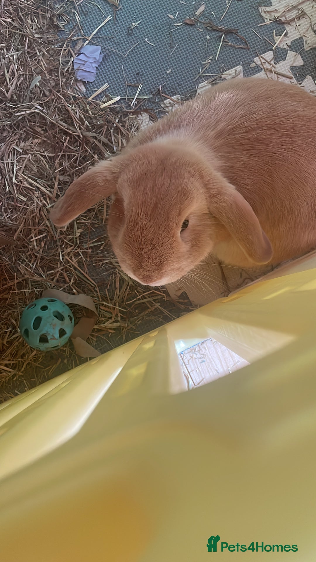 French Lop rabbits for sale: 4 x mixed breed lop bunnies 2 x albino REW 2 x not - Image 26