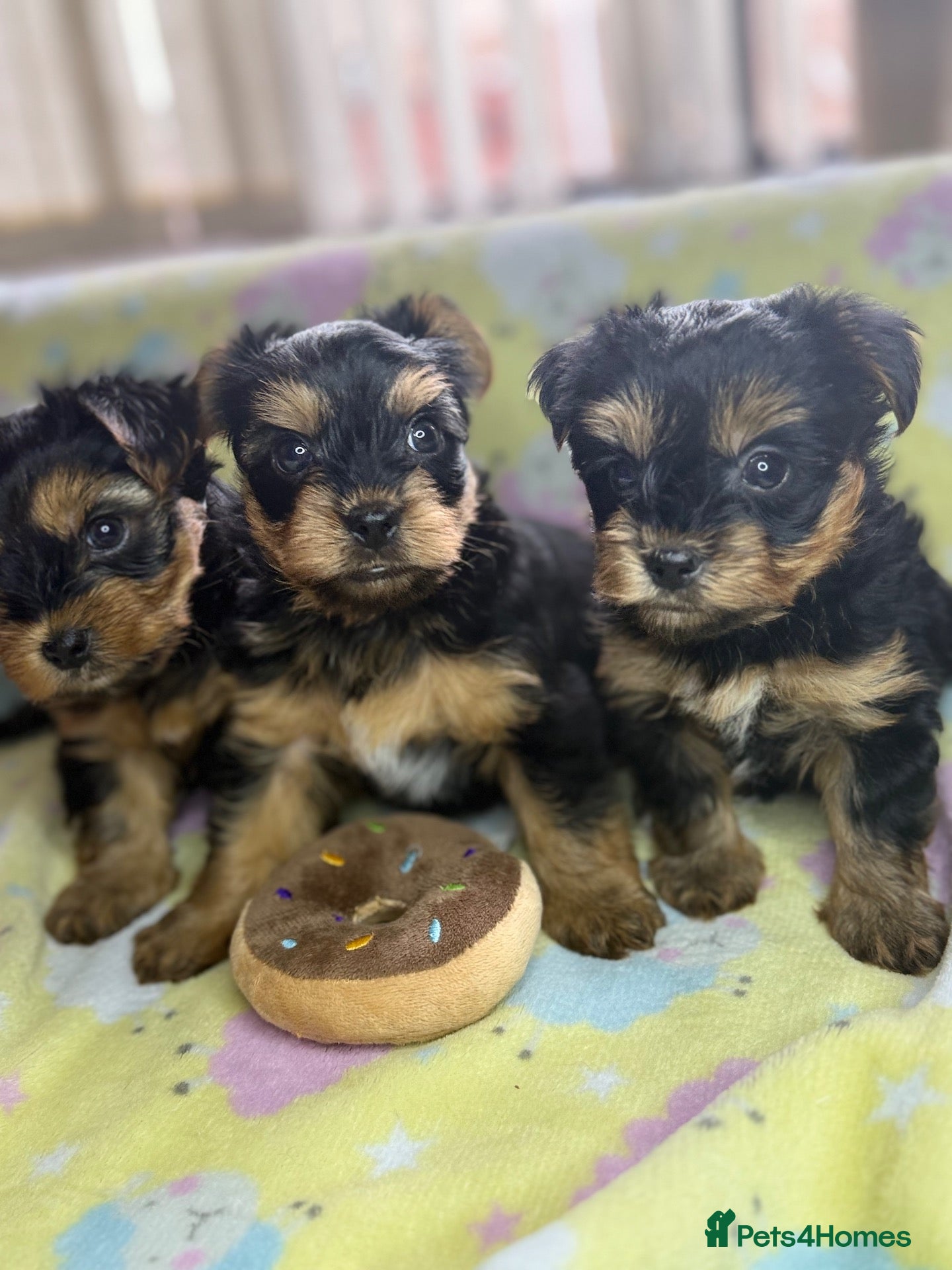 Yorkshire Terrier dogs Yorkshire Terrier Puppies for Sale - Advert 1