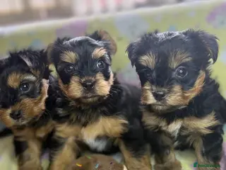 Yorkshire Terrier dogs Yorkshire Terrier Puppies for Sale - Advert 1