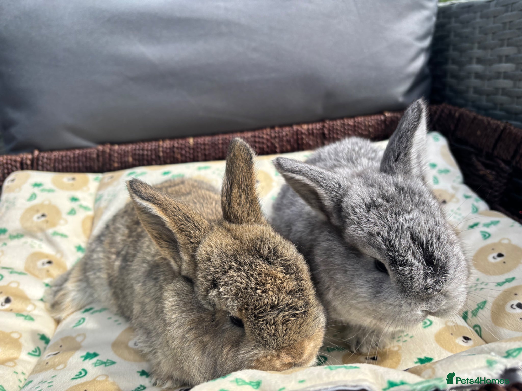 Mixed Breed rabbits Two French x mini lops  - Advert 18