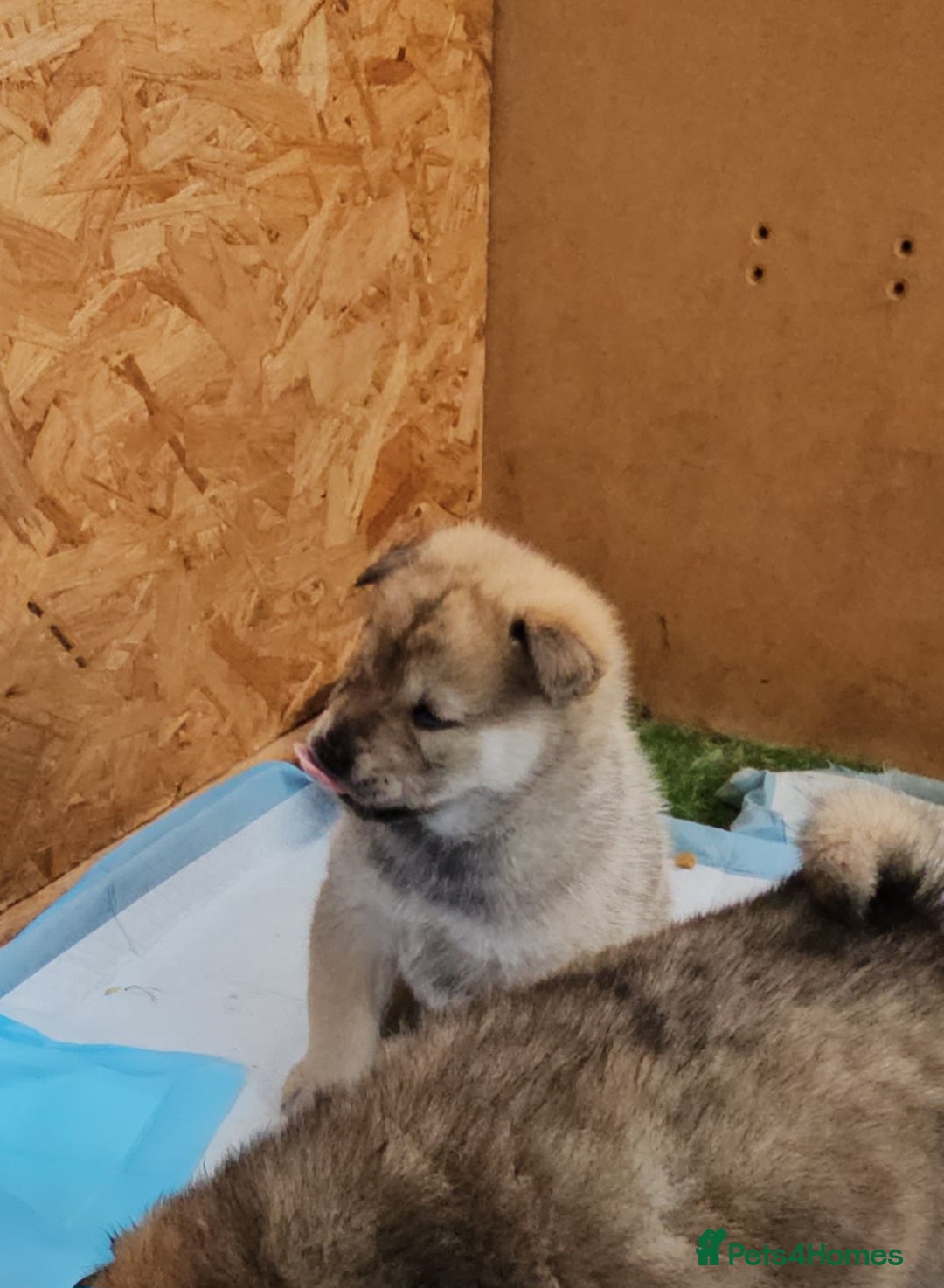 Mixed Breed dogs for sale: Chowsky puppies  chow chow  - Image 21
