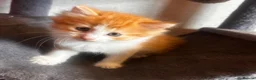 Mixed Breed cats for sale: Beautiful ginger kittens! in Chesterfield - Advert 8