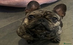 French Bulldog dogs for sale: Beautiful female Frenchie  - Image 6