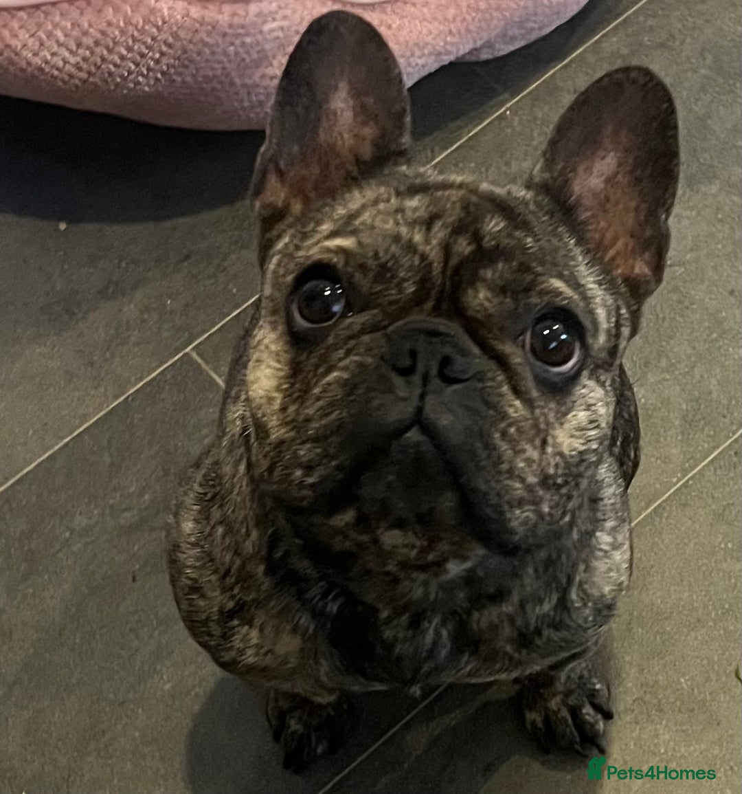 French Bulldog dogs for sale: Beautiful female Frenchie  - Image 6