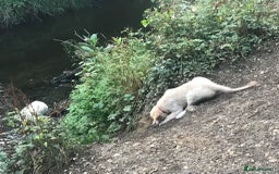 Golden Retriever dogs for sale: Fully vaccinated championline puppies- ready now in London - Image 14