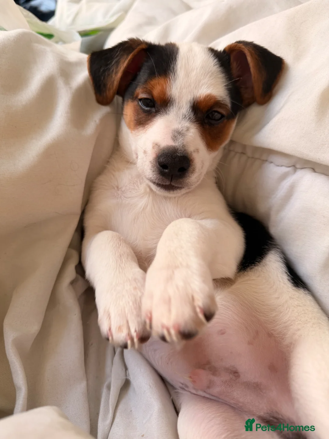 Jack Russell dogs for sale: Jack russell - Advert 1