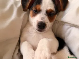 Jack Russell dogs Jack russell - Advert 2