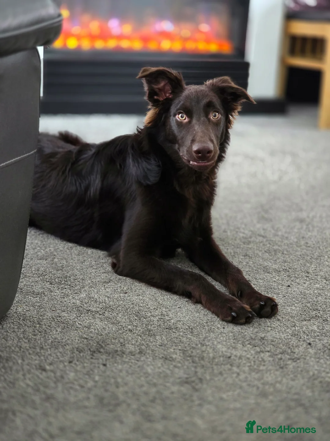 Australian Kelpie dogs for sale: 10 month Old Australian Kelpie (Deep Red/Brown) - Advert 11