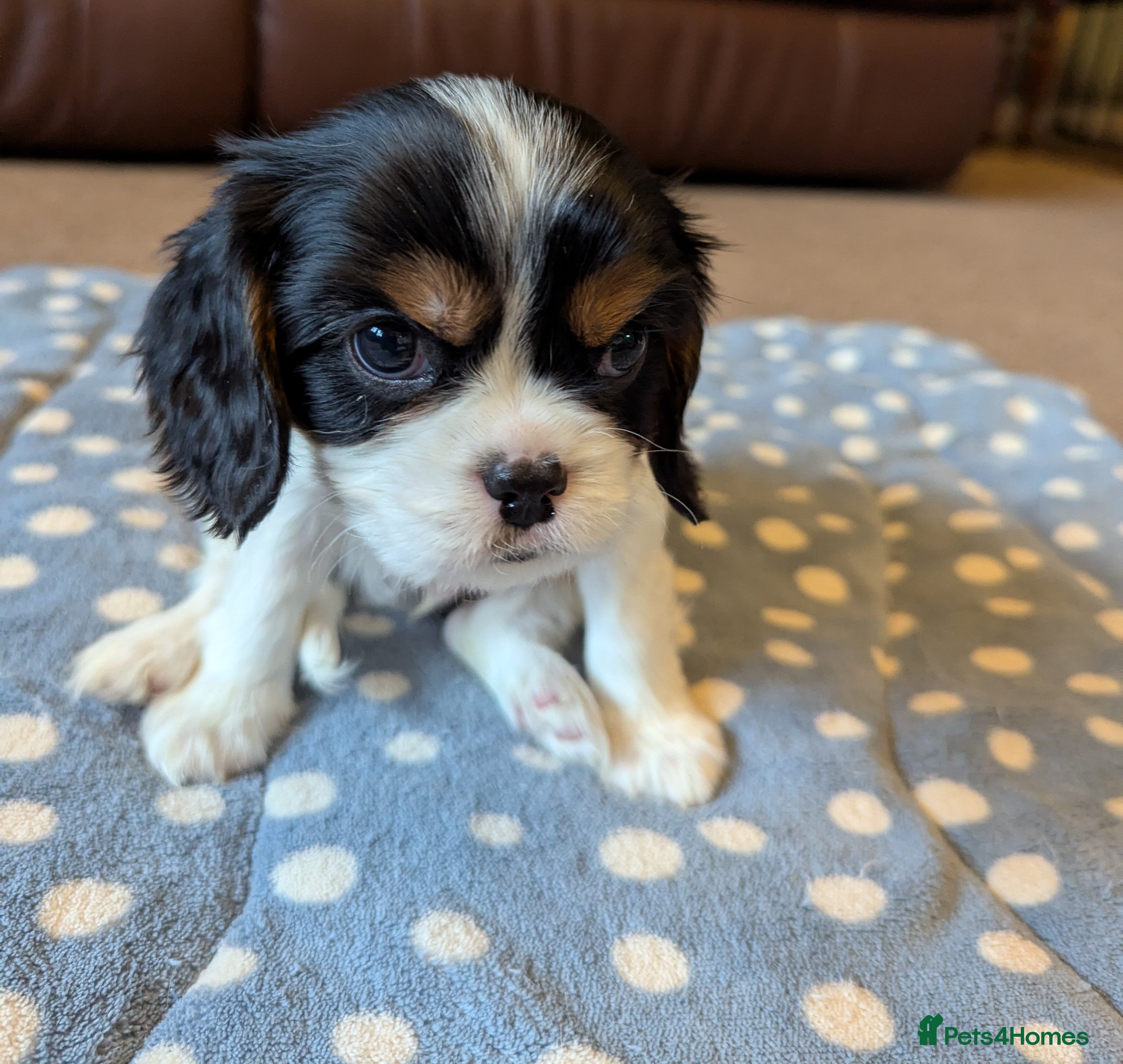 Cavalier King Charles Spaniel dogs Cavalier King Charles Spaniels KC Reg  - Advert 16
