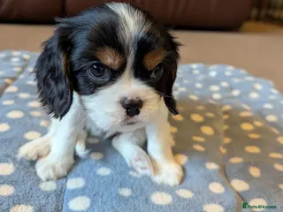 Cavalier King Charles Spaniel dogs Cavalier King Charles Spaniels KC Reg - Advert 16