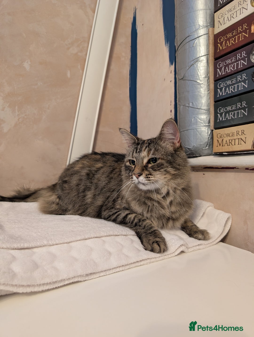 Domestic Shorthair cats for sale: Matilda Free - Image 1