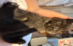 British Shorthair cats for sale: 🐾Fluffy British Shorthair Mix Kittens 🐾 - Image 13
