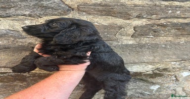 Cockapoo dogs - Advert 11