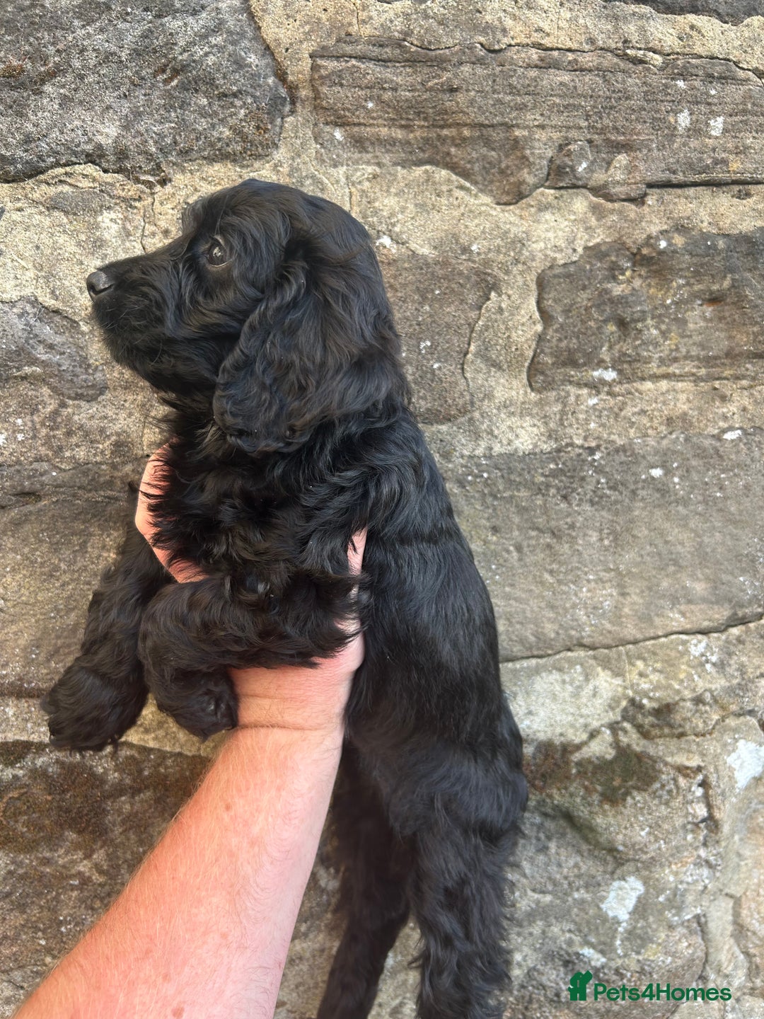 Cockapoo dogs for sale: BEAUTIFULL F1 COCKAPOOS - Image 14