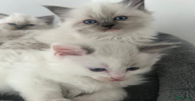 Ragdoll cats - Advert 5