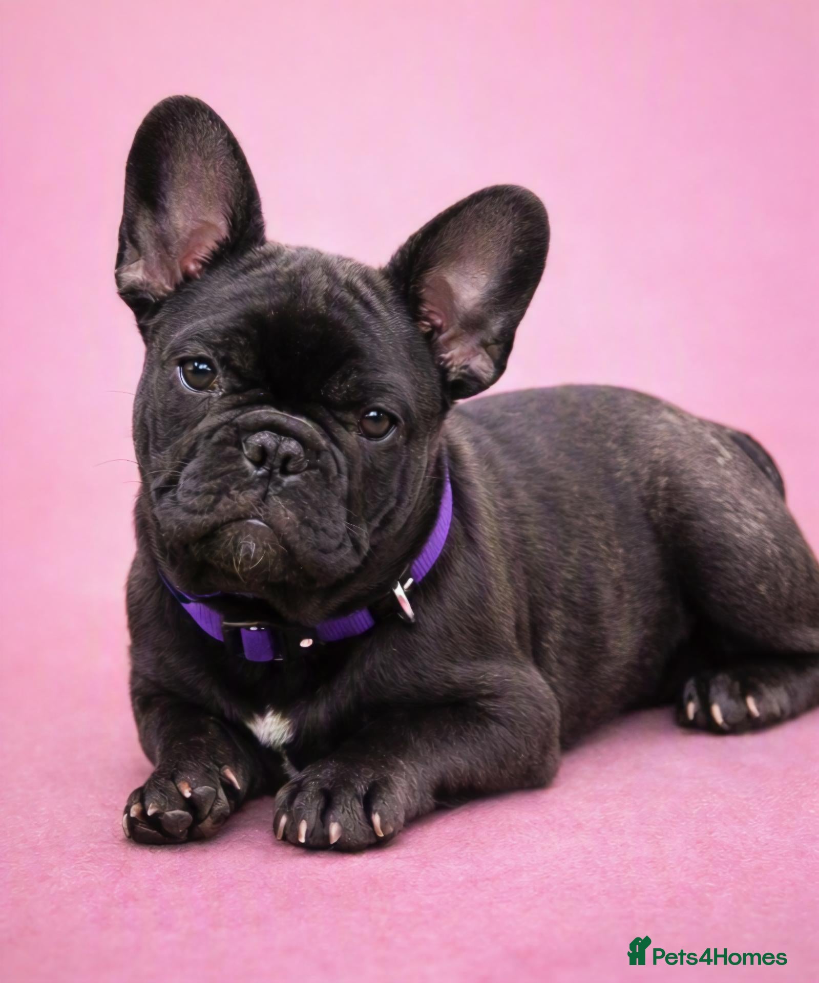 French Bulldog dogs Ready Now‼️ 🩷Bright, Affectionate Brindle Girl 🩷 - Advert 6