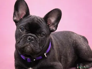 French Bulldog dogs Ready Now‼️ 🩷Bright, Affectionate Brindle Girl 🩷 - Advert 6