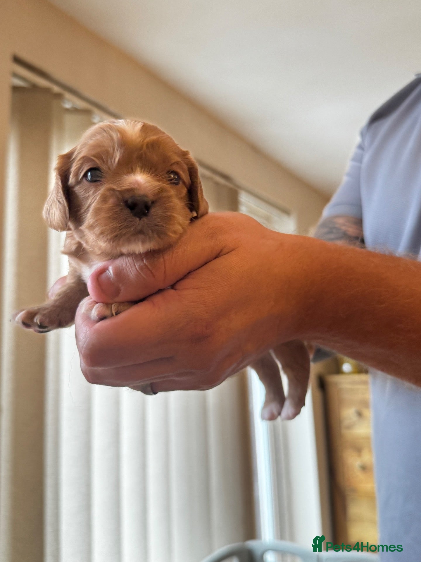 Cavalier King Charles Spaniel dogs One boy left Health tested cavalier King Charles  - Advert 18