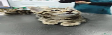 Domestic Shorthair 2