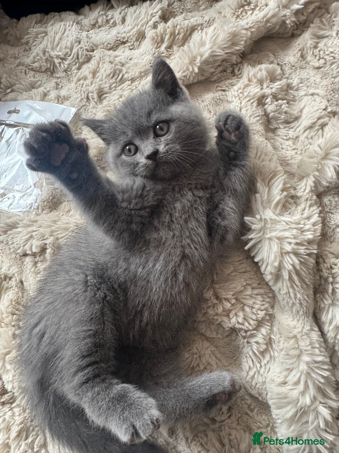 British Shorthair cats for sale: 5 British Shorthair Kittens 🐈‍⬛  - Advert 25