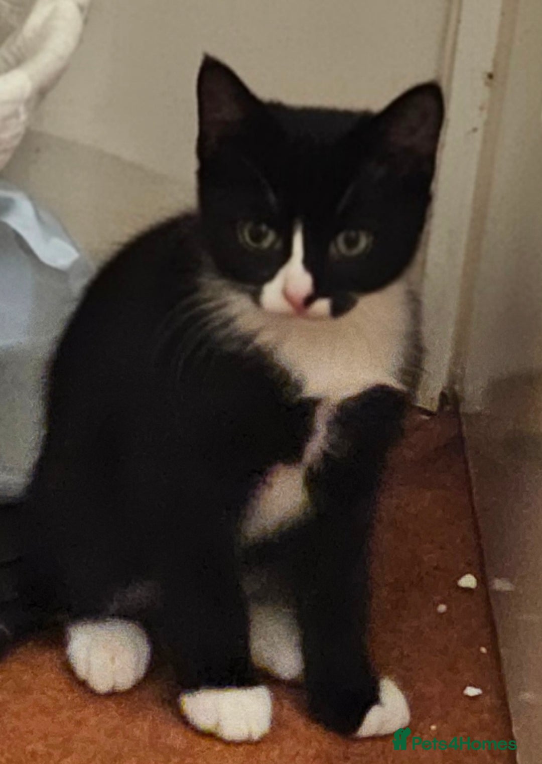 Mixed Breed cats for sale: 3 month old mixed breed kittens – boys & girls - Advert 3