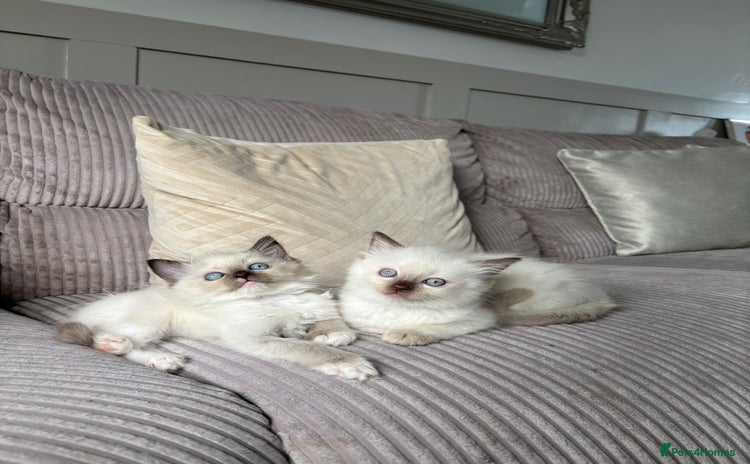 Ragdoll cats - Advert 6