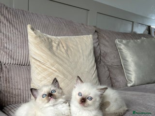 Ragdoll cats - Advert 1