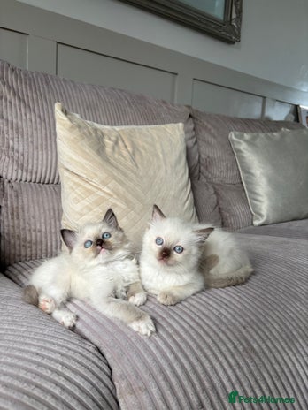 Ragdoll cats - Advert 7