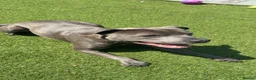 Staffordshire Bull Terrier dogs for sale: Solo - Blue Staffordshire - Advert 5