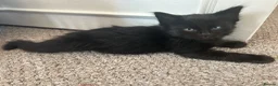 Mixed Breed cats for sale: Mixed Turkish Van Kittens  in Bristol - Advert 6