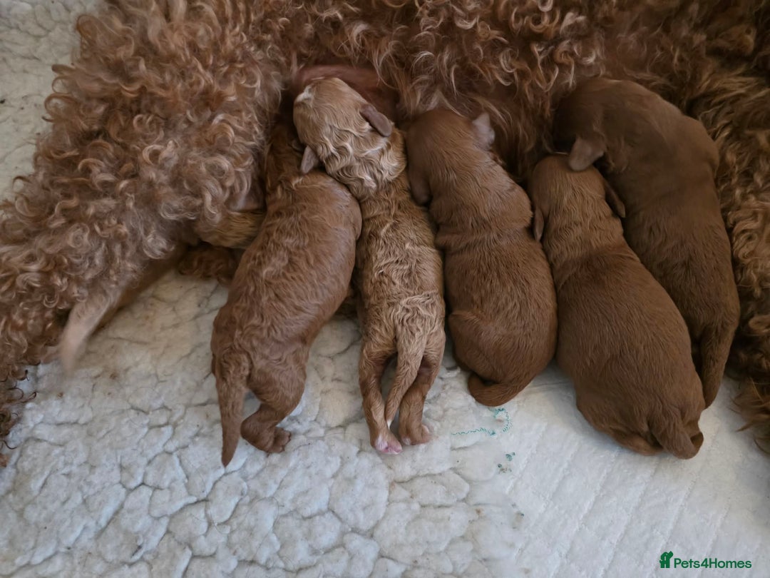 Cavapoo dogs for sale: 🥇 Finest Quality Beautiful F1b Cavapoos 🥇 - Advert 23