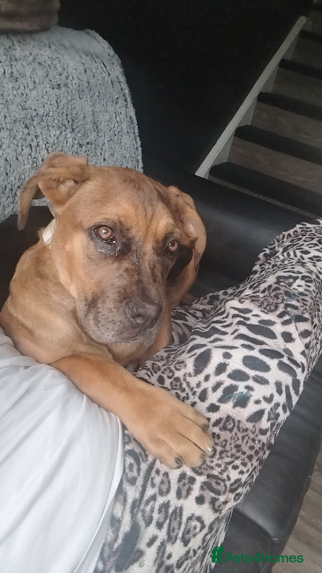 Cane Corso dogs for sale: Cane corsos  - Image 1