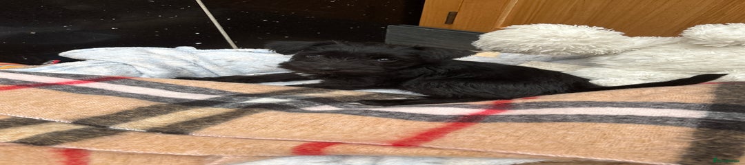 Puppy 2 Female pure black absolutely beautiful 