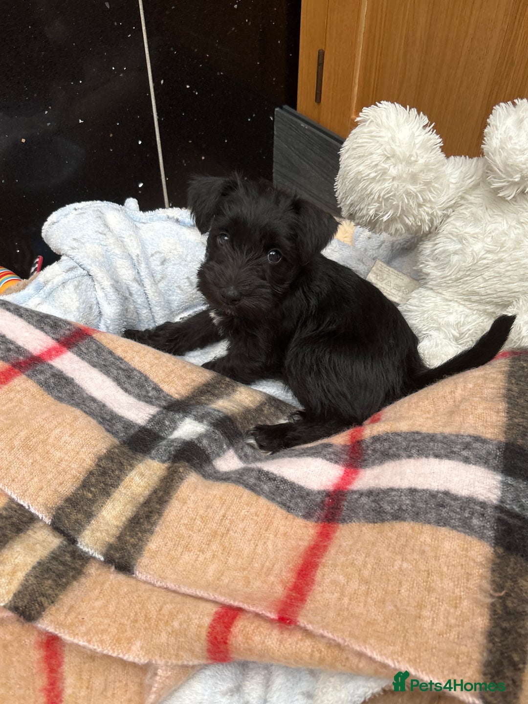Miniature Schnauzer dogs for sale: KC REG RARE BLACK MINIATURE SCHNAUZER PUPPIES  - Image 13