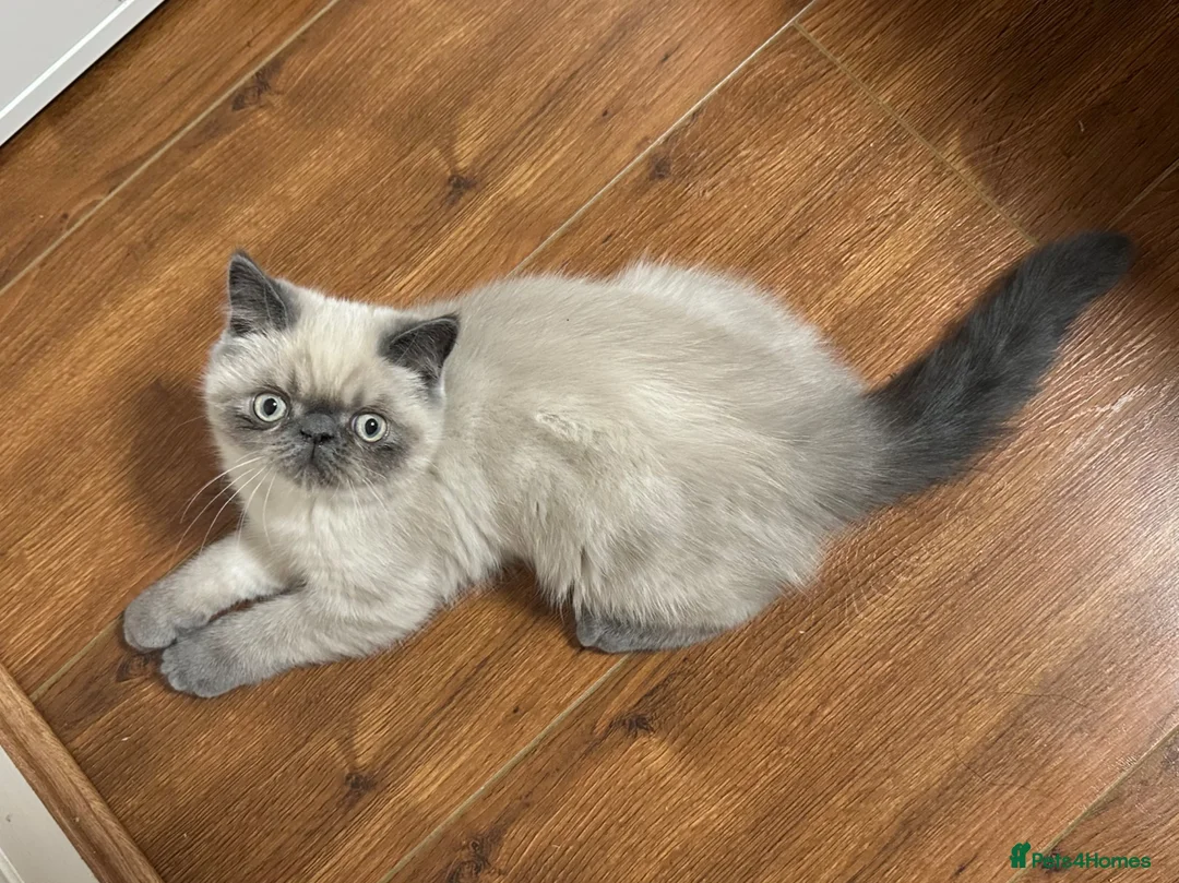 Persian cats for sale: LAST BOY - Persian x Exotic Blue Point Kittens 🌟 - Advert 1