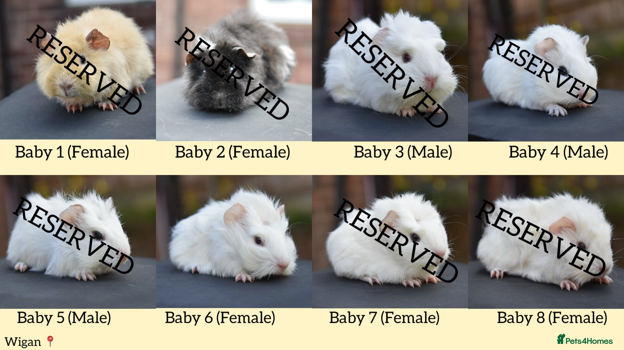 Guinea Pig rodents 8 Baby Guinea Pigs Looking For New Homes - Advert 18