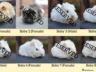 Guinea Pig rodents 8 Baby Guinea Pigs Looking For New Homes - Advert 6
