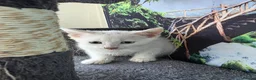 Turkish Angora cats for sale: Cute kittens in Leigh-on-Sea - Advert 8