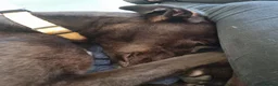 Greyhound dogs for adoption: Oliver - Advert 1