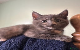 Mixed Breed cats for sale: Beautiful Maine Coon x British Long Hair kittens  - Image 5