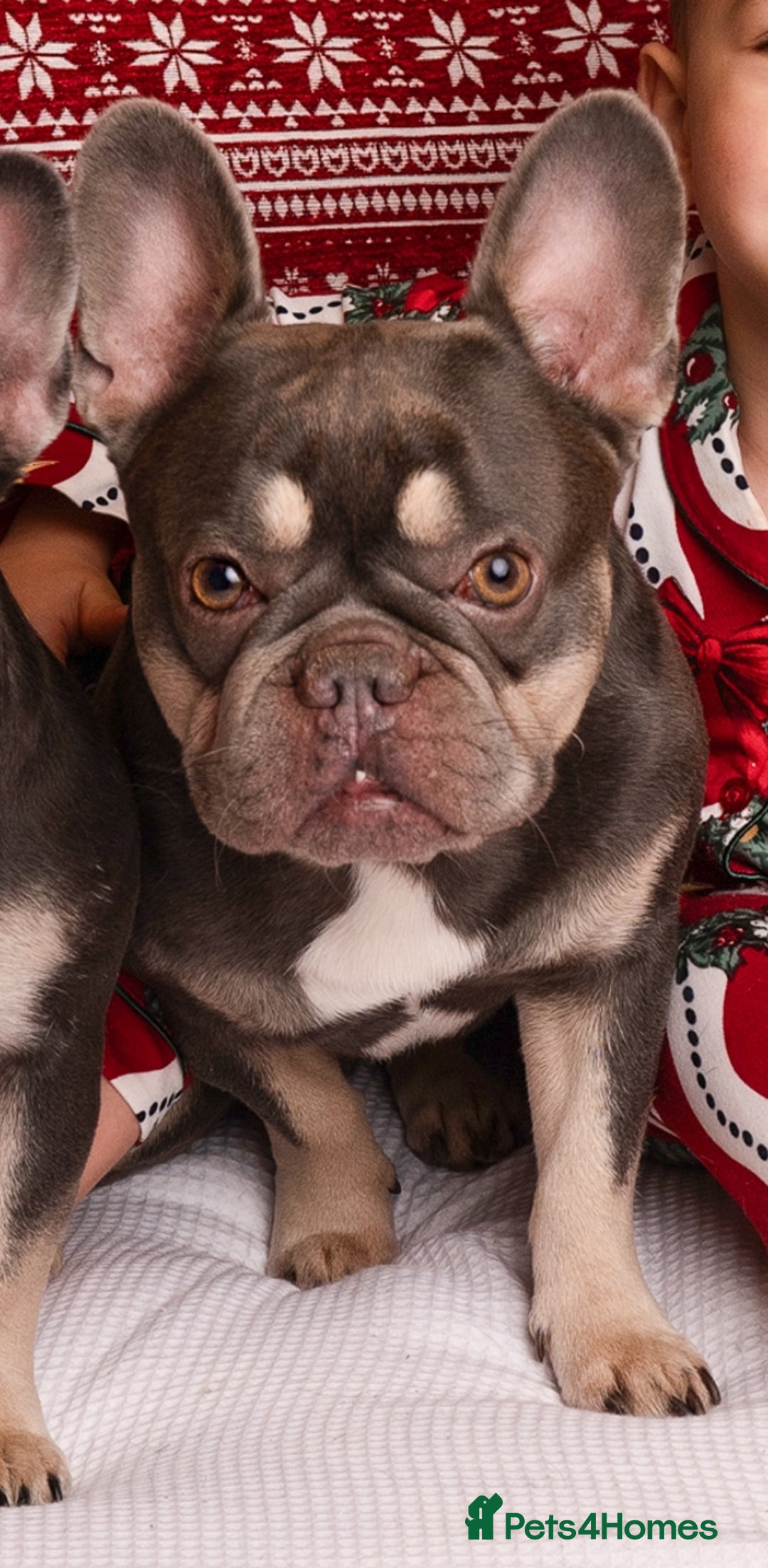 French Bulldog dogs for sale: French Bulldog looking for a forever home. - Image 3