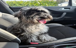 Cockapoo dogs for sale: Miniature Cockapoo - Advert 4