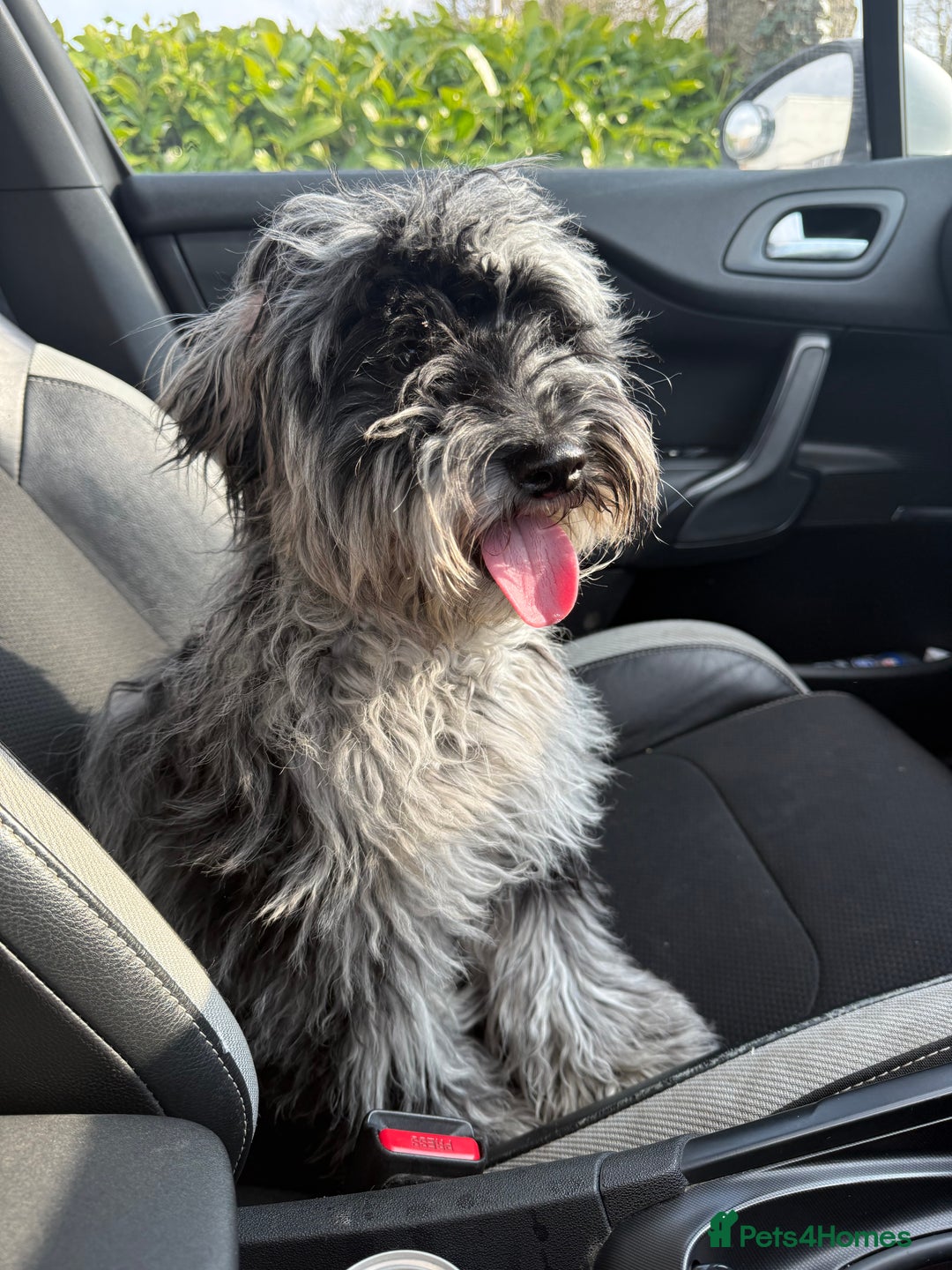 Cockapoo dogs for sale: Miniature Cockapoo - Advert 4