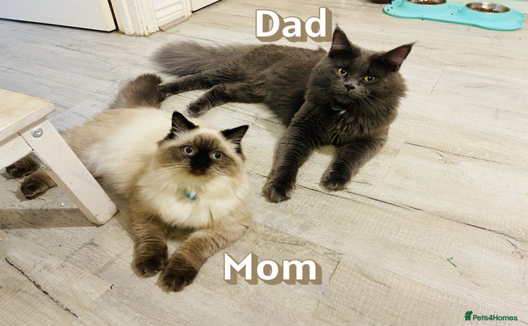 Mixed Breed cats - Advert 3